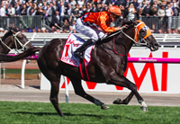 ACE HIGH - Winner of the AAMI VICTORIAN DERBY (Pic courtesy - ANZ Bloodstock News)